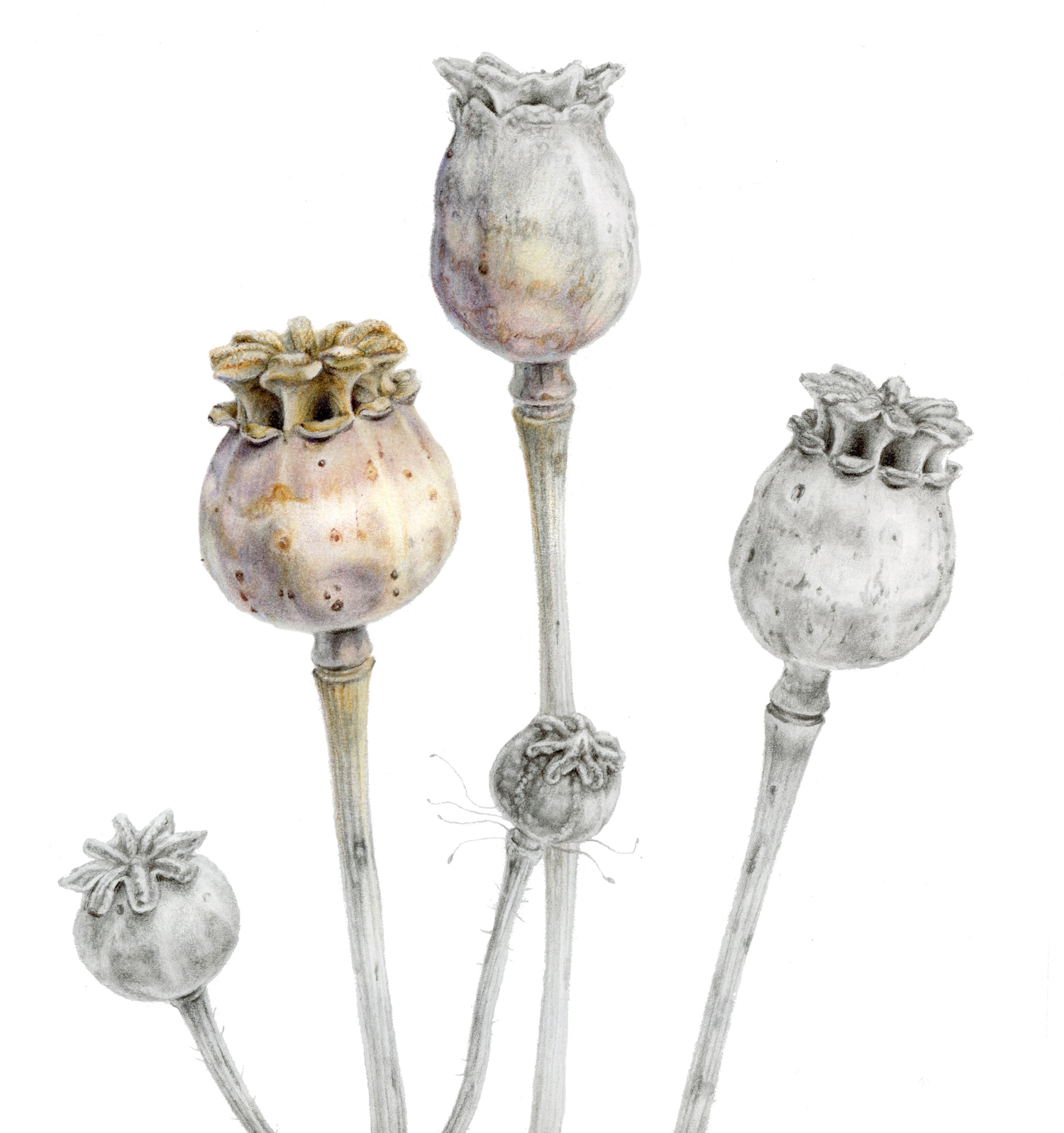 All Available Originals