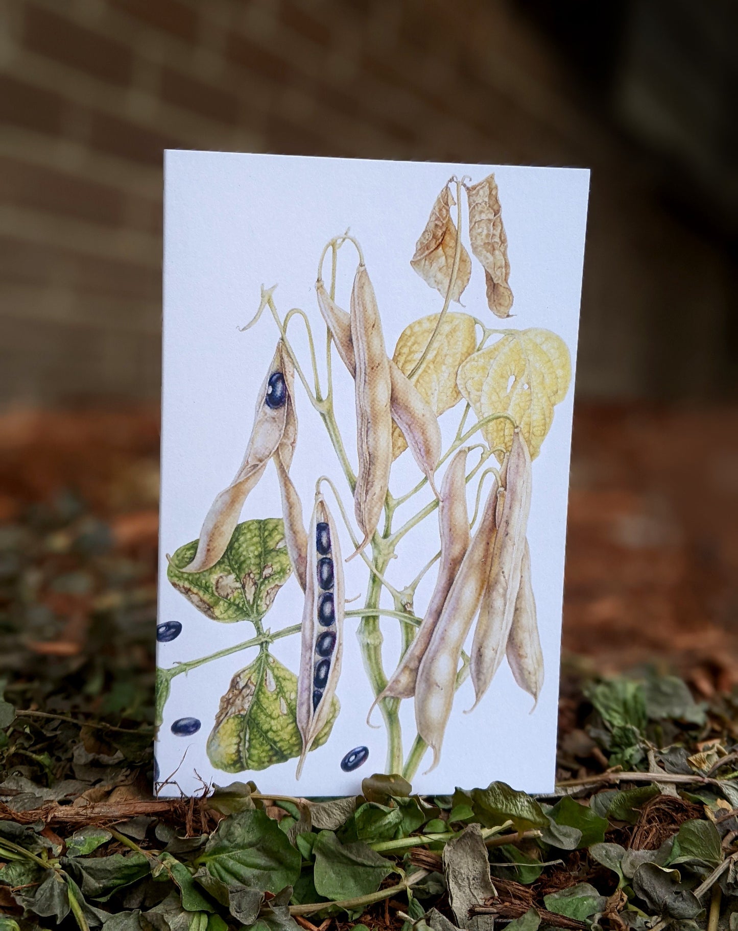 Black Turtle Bean Art Card (Blank Inside) Note Card