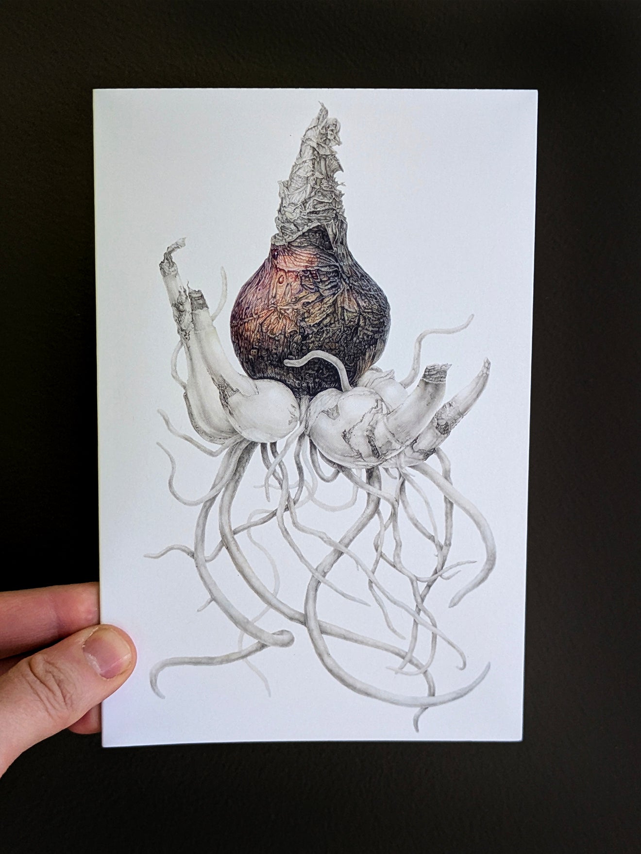 Patience and Persistence (Amaryllis Bulb) Card