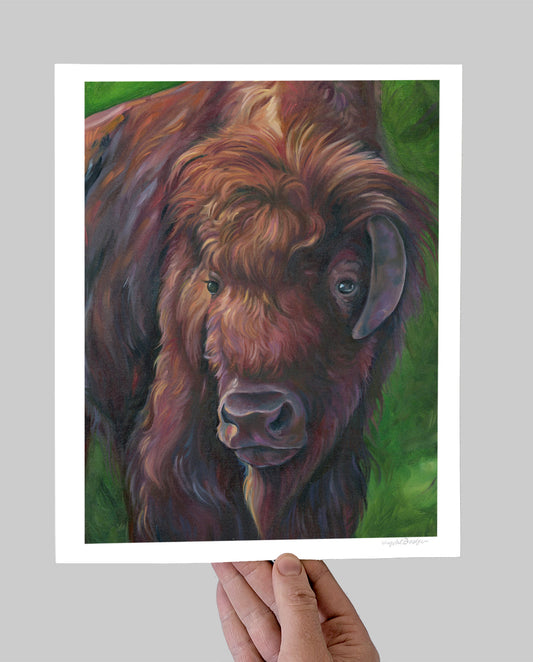 Gentle Bison Giclee Print