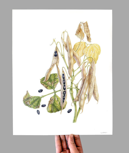 Black Turtle Bean Giclee Print