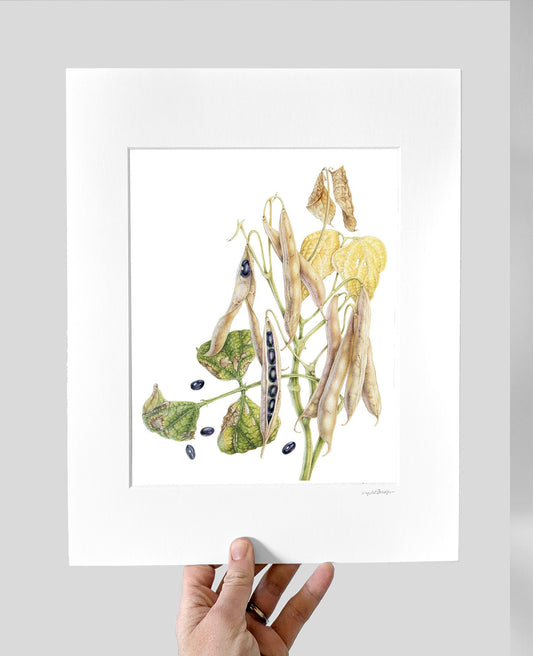 Black Turtle Bean Giclee Print