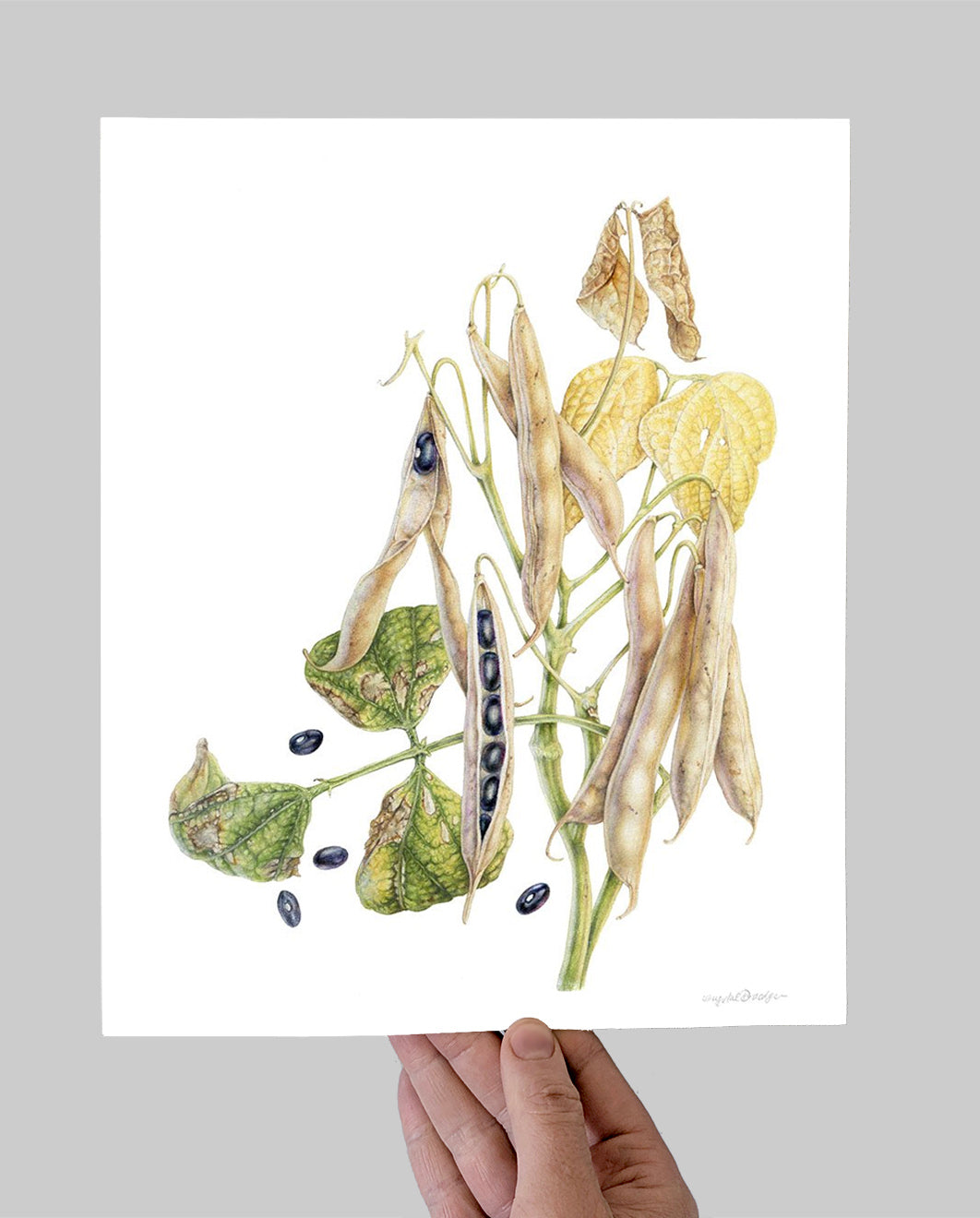 Black Turtle Bean Giclee Print