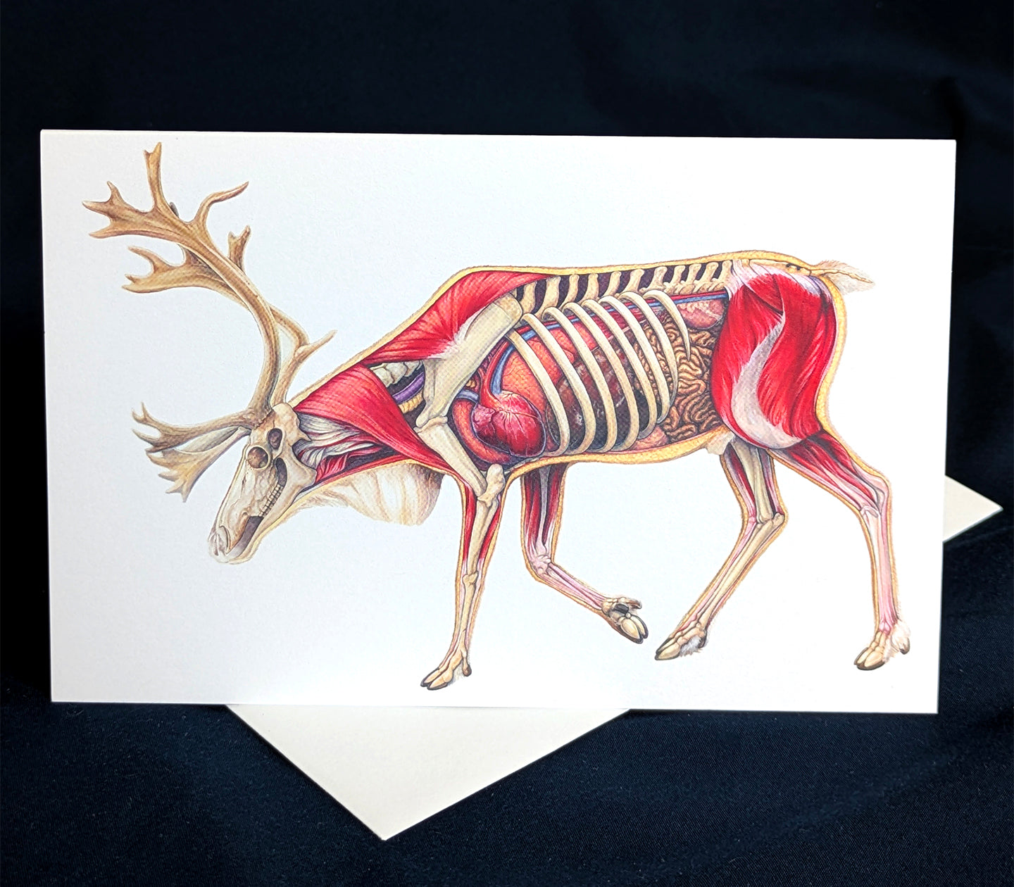 Caribou Anatomy Art Card