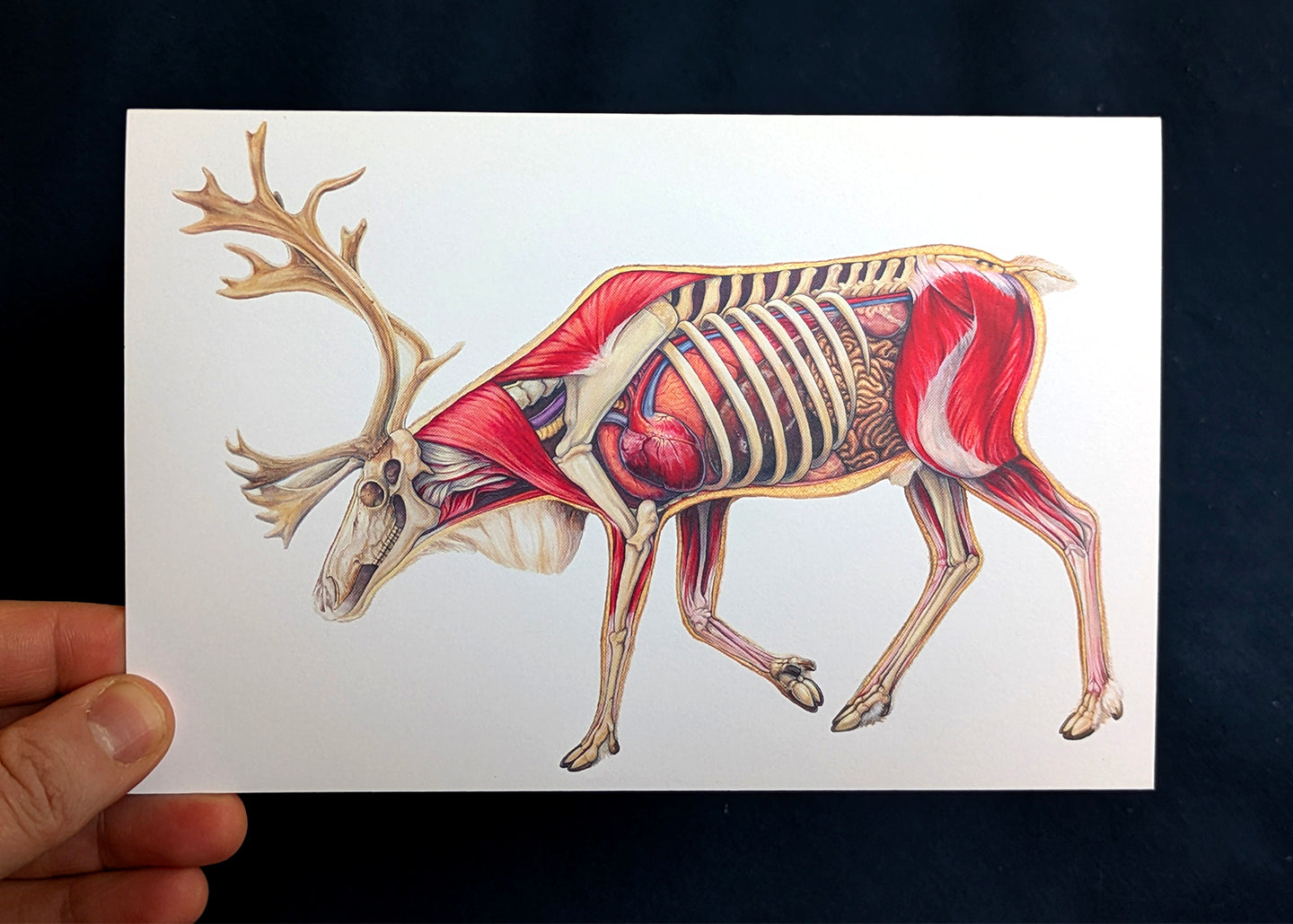 Caribou Anatomy Art Card