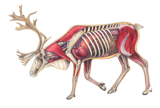 Caribou Anatomy