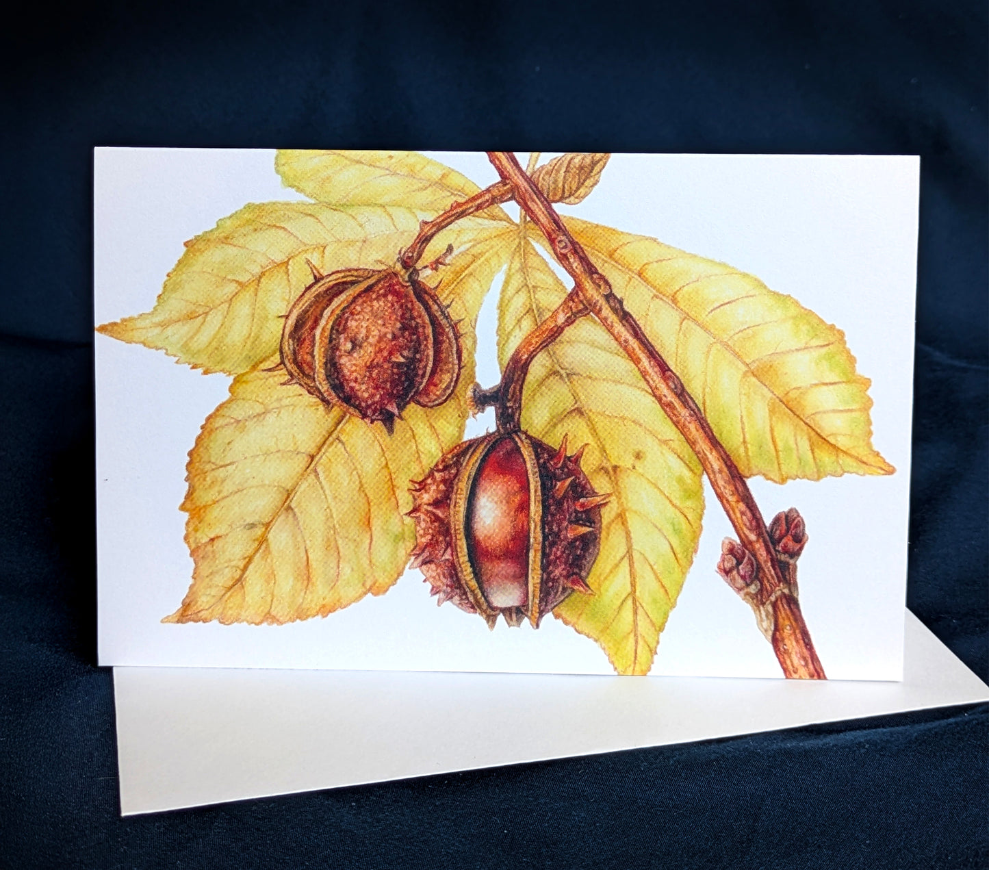 Horse Chestnut Art Card