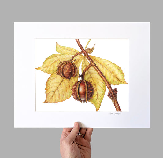 Horse chestnut Giclee Print