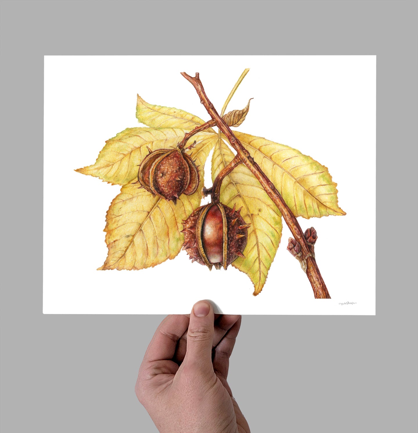 Horse chestnut Giclee Print