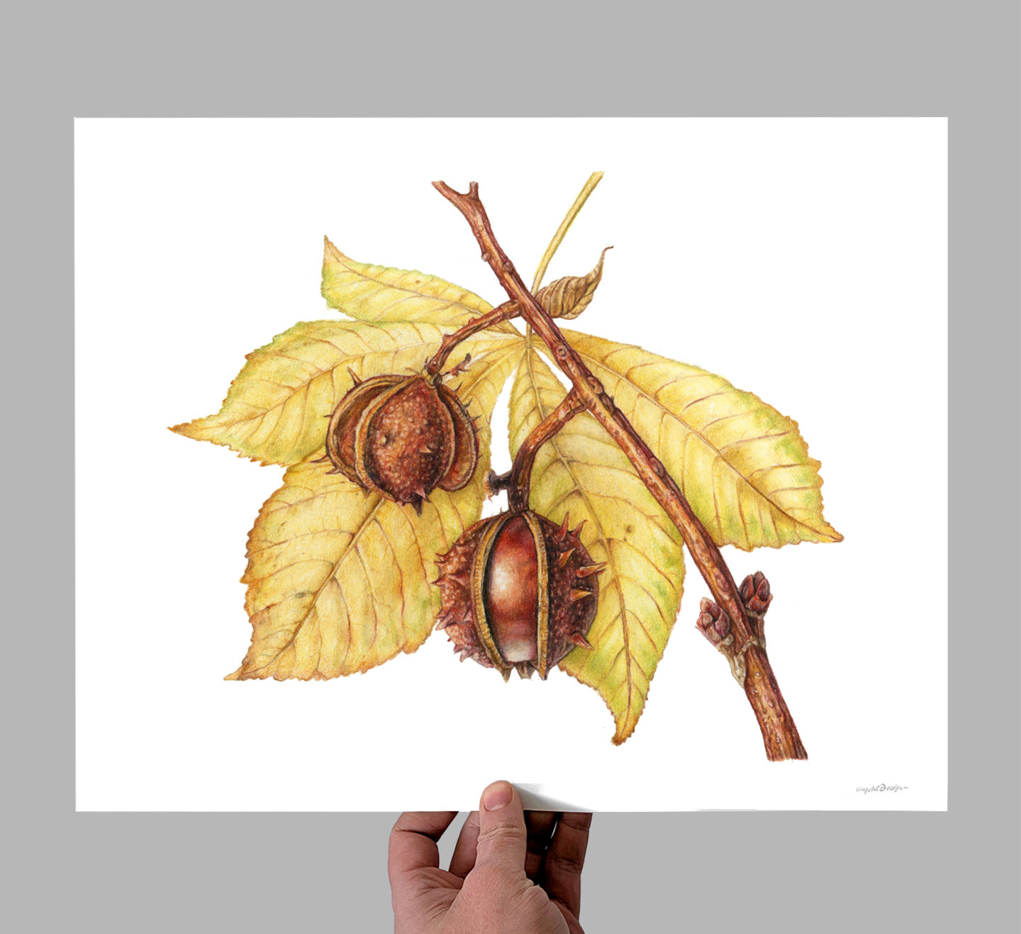 Horse chestnut Giclee Print