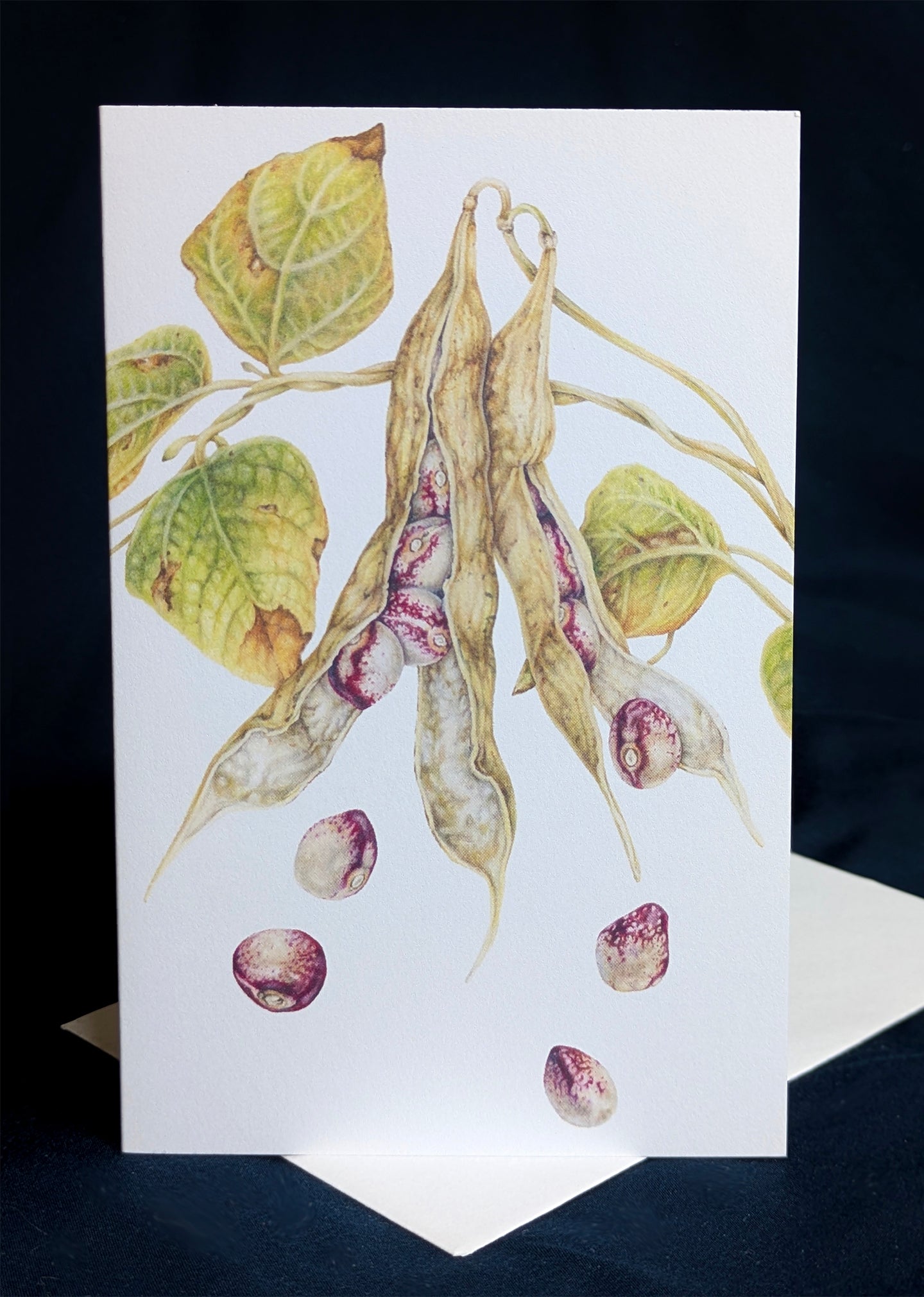 Mayflower Bean Art Card