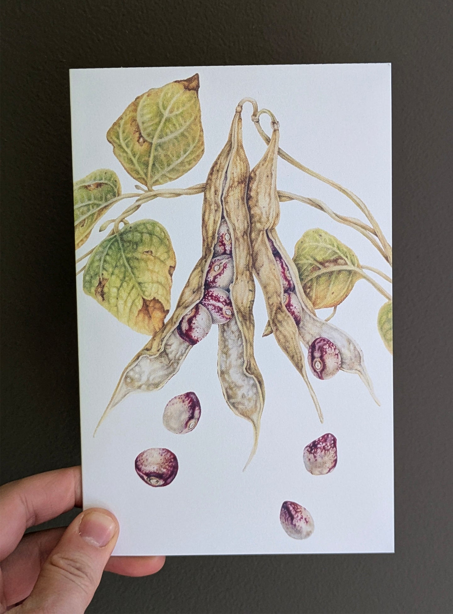 Mayflower Bean Art Card