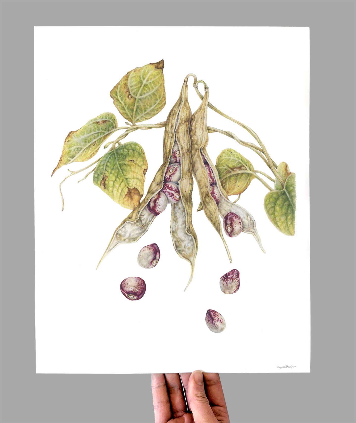 Mayflower Bean Giclee Print