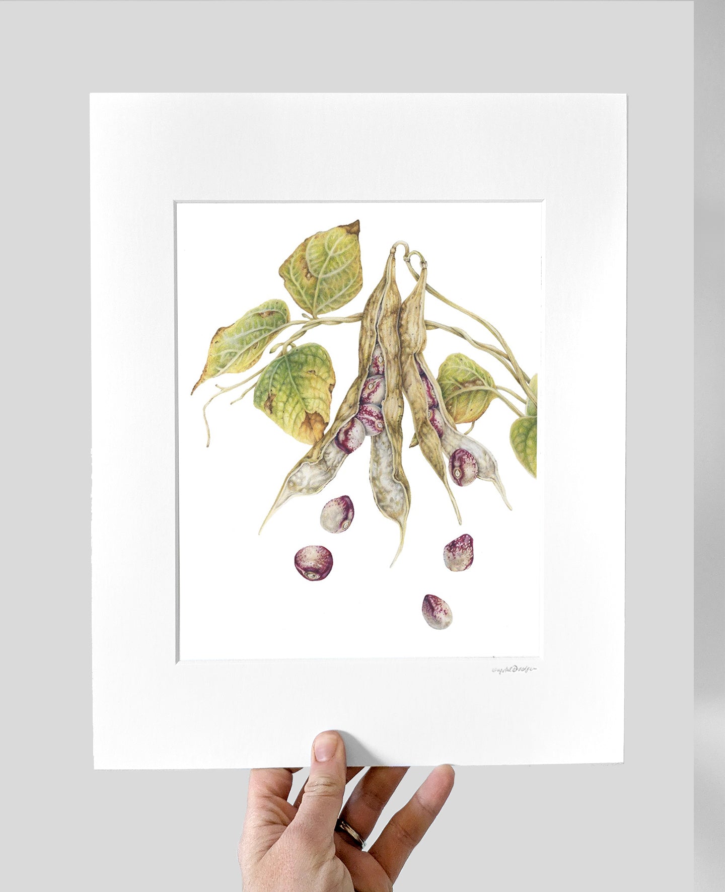 Mayflower Bean Giclee Print