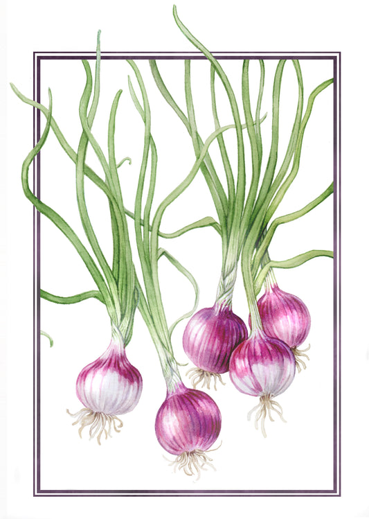 Spring Onions