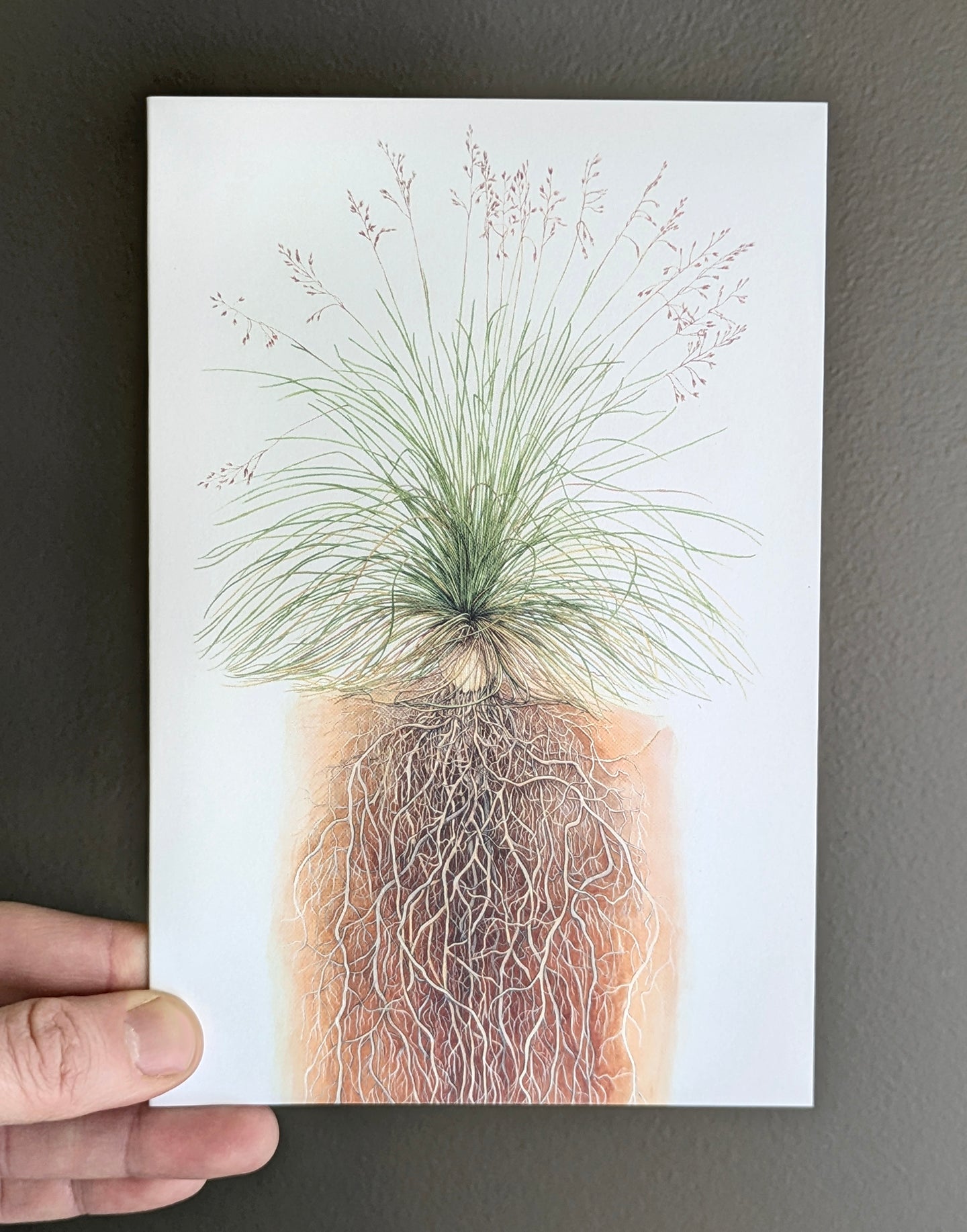 Fescue Grass Art Card