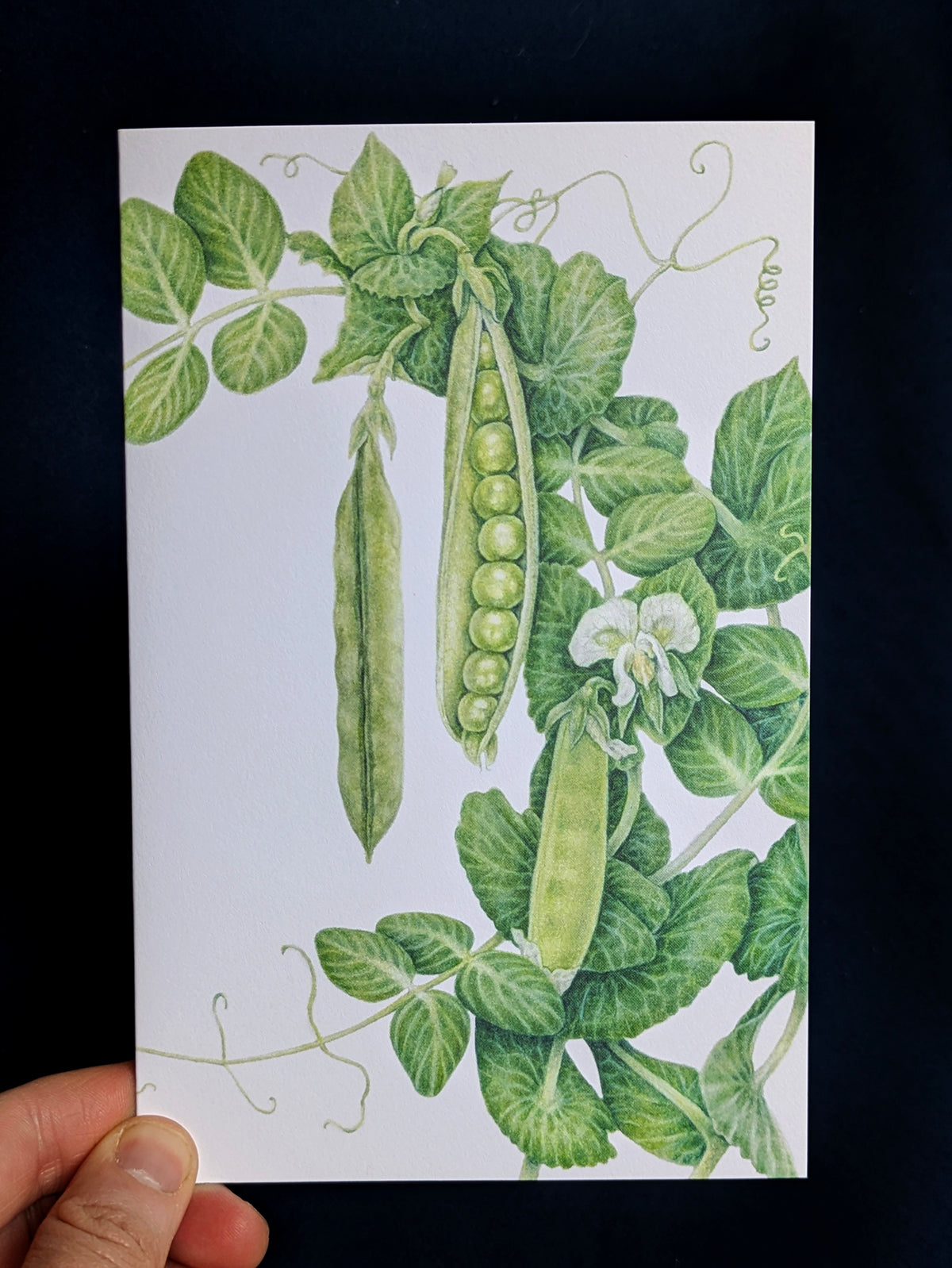 Green Arrow Pea Art Card