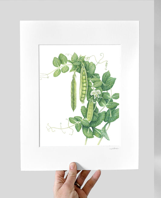 Green Arrow Peas Giclee Print