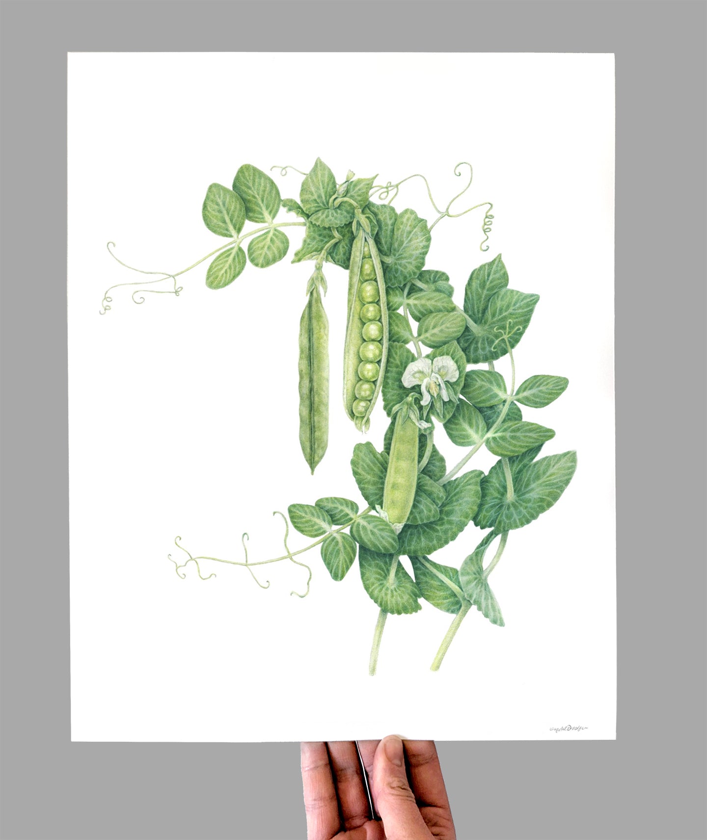 Green Arrow Peas Giclee Print