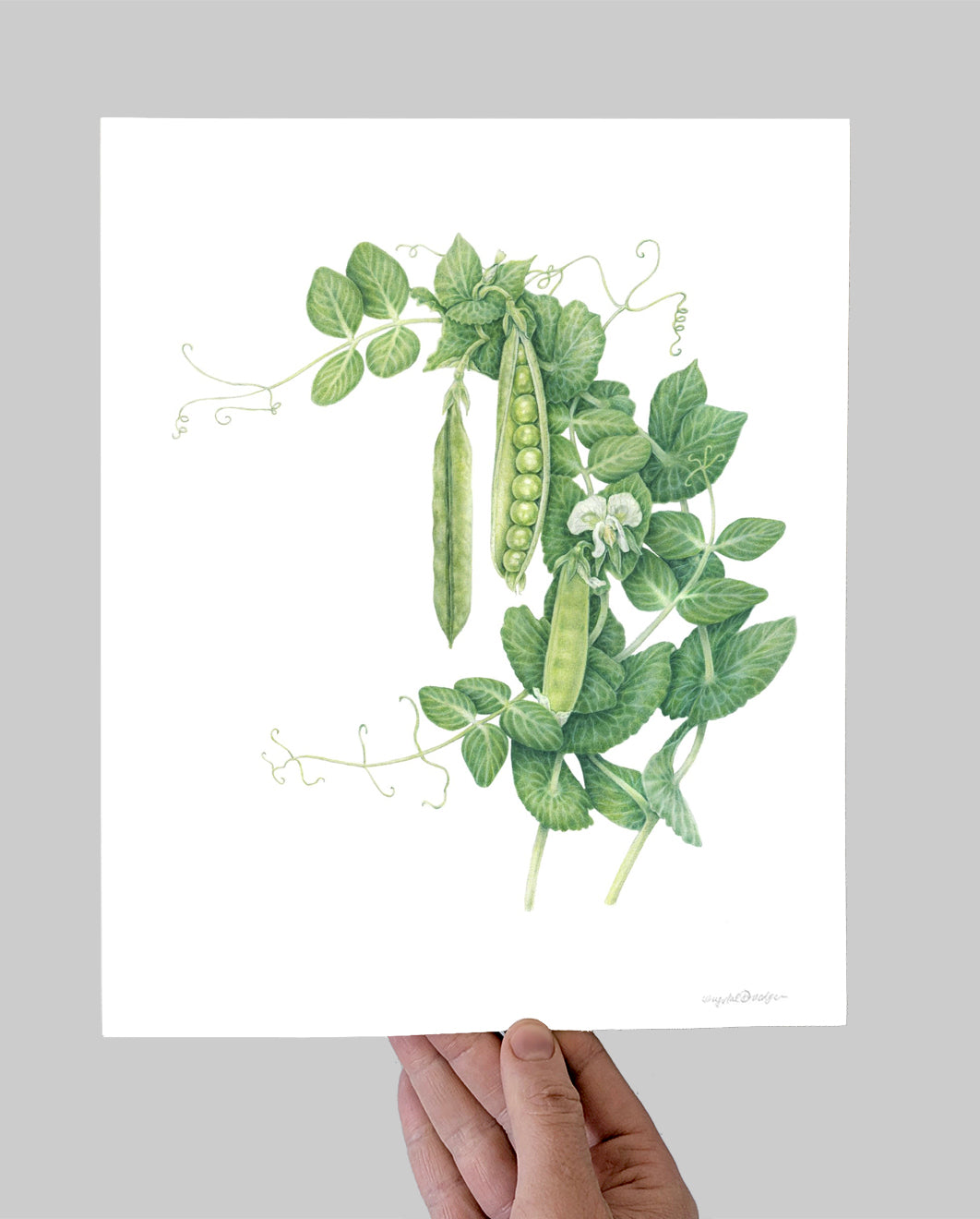 Green Arrow Peas Giclee Print