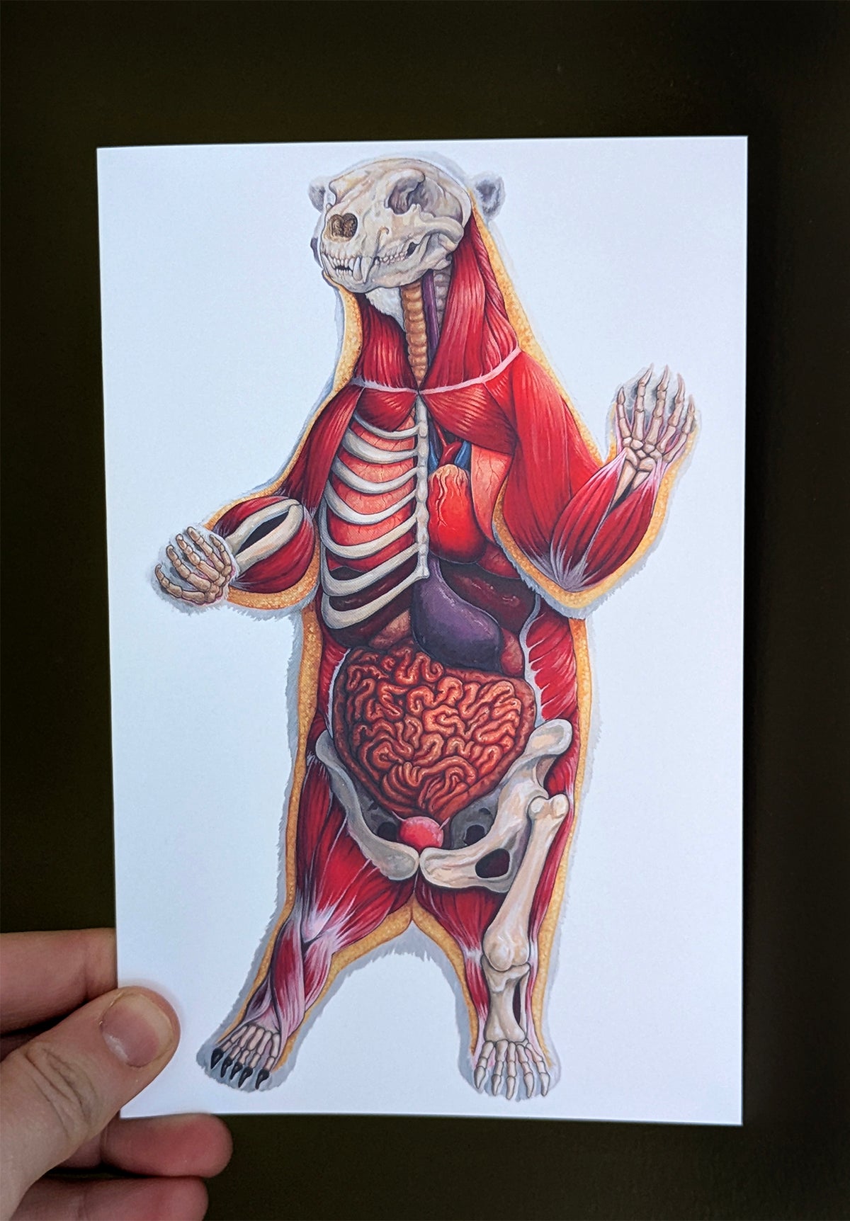 Polar Bear Anatomy Art Card