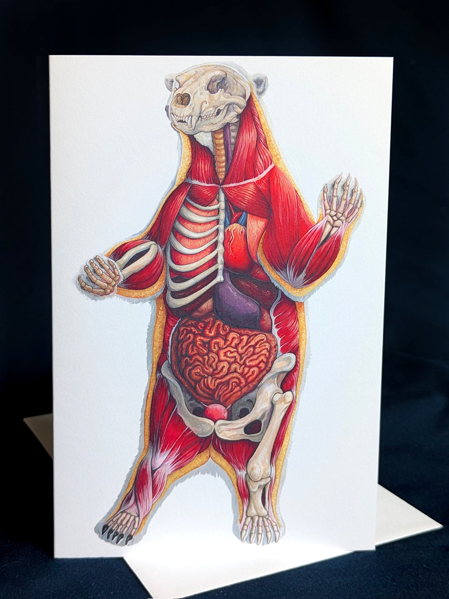 Polar Bear Anatomy Art Card