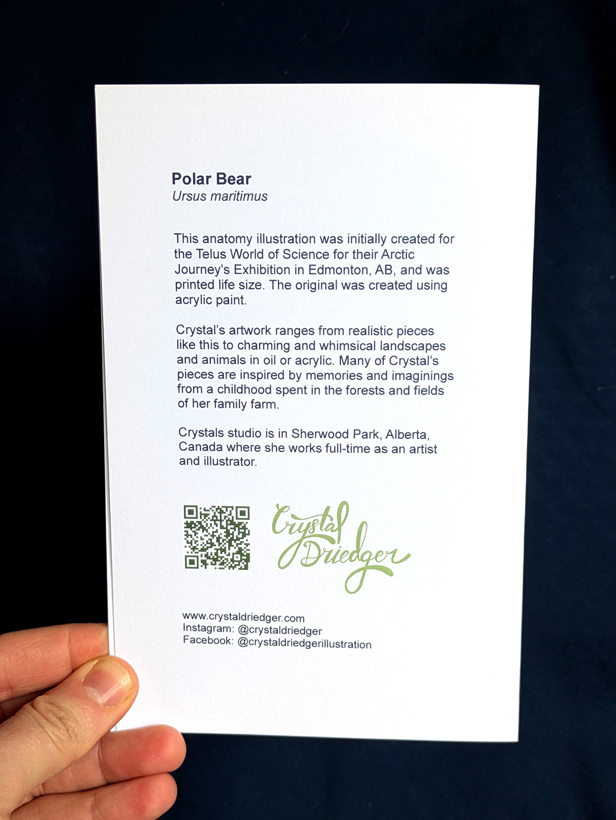 Polar Bear Anatomy Art Card