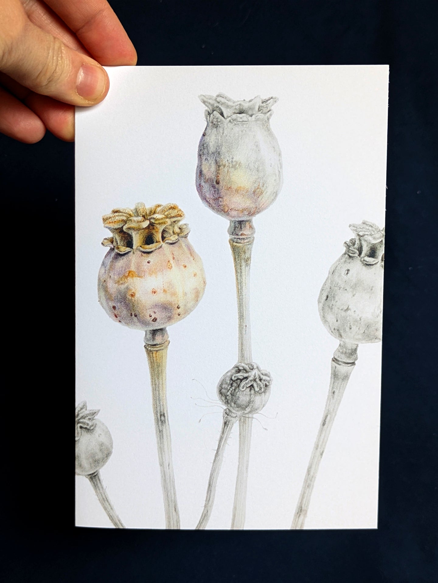 Poppy Seed Heads Card
