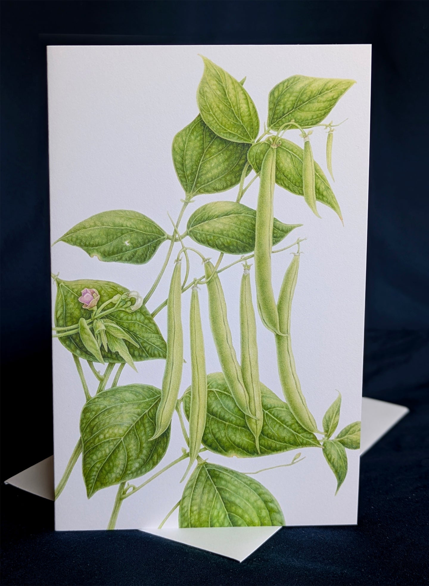 Provider Bean Art Card