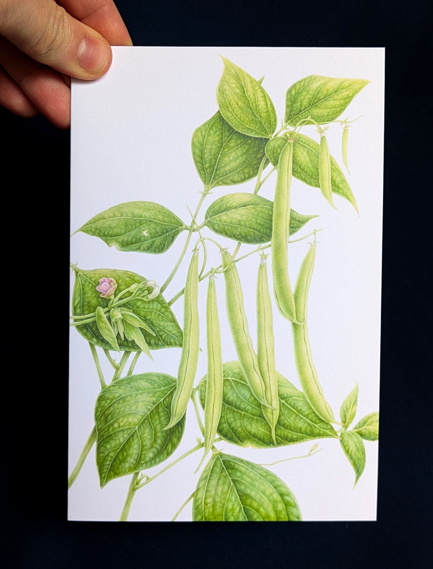 Provider Bean Art Card