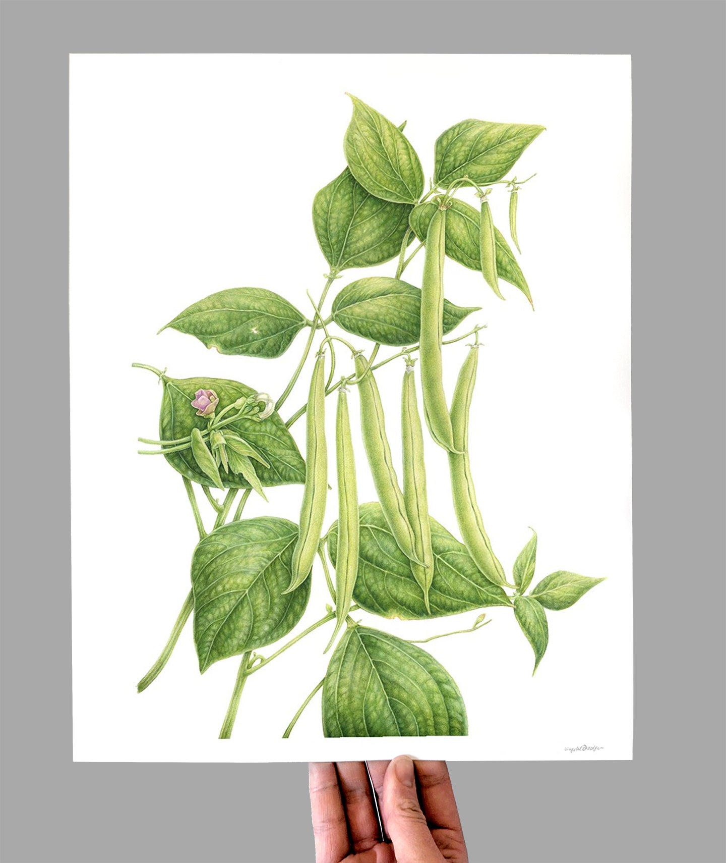 Provider Beans Giclee Print