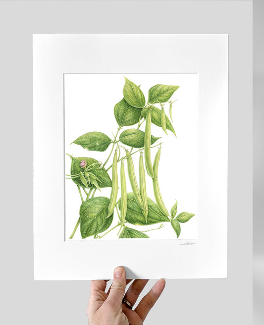 Provider Beans Giclee Print