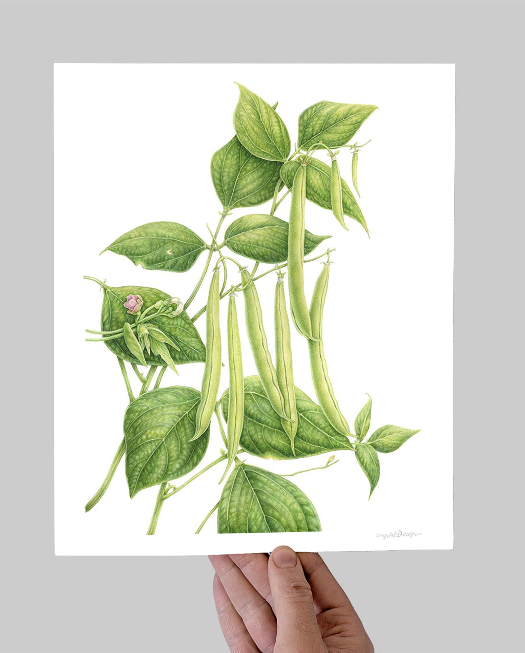 Provider Beans Giclee Print