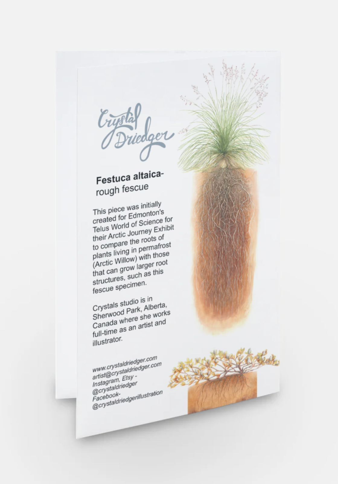 Fescue Grass Art Card