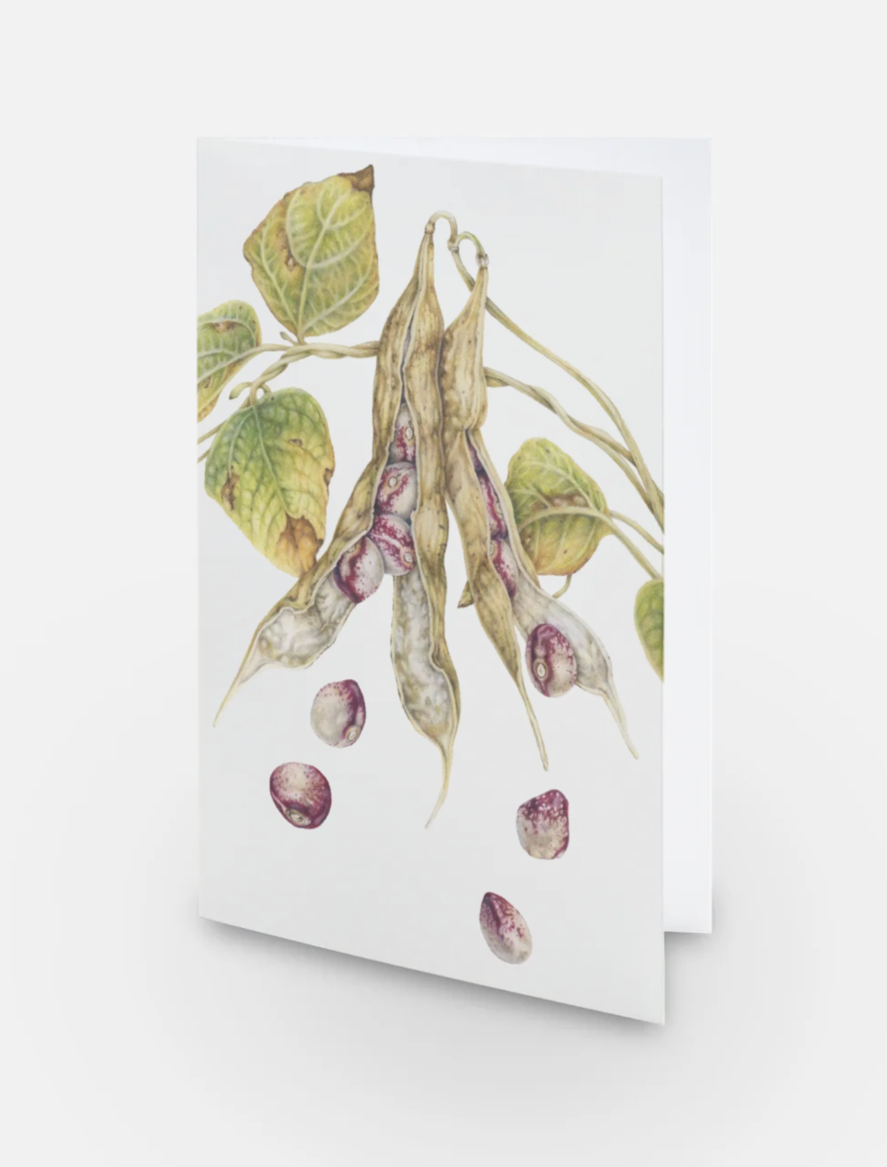 Mayflower Bean Art Card