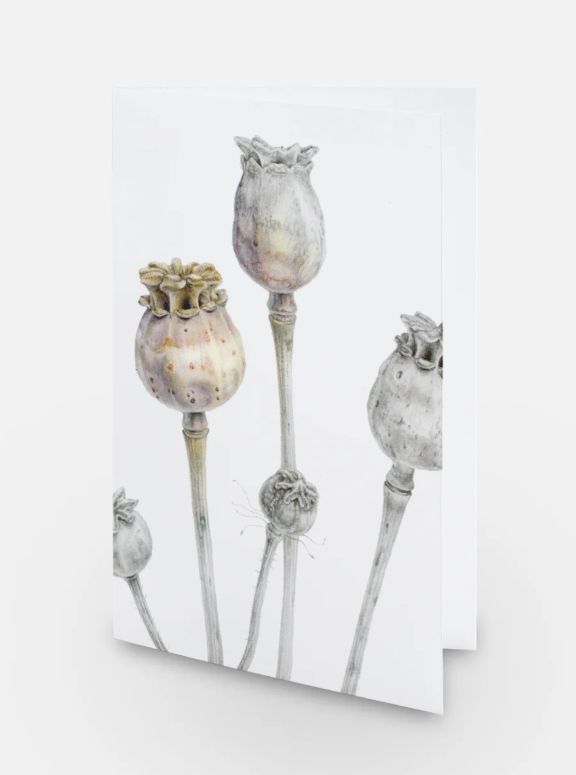 Poppy Seed Heads Card