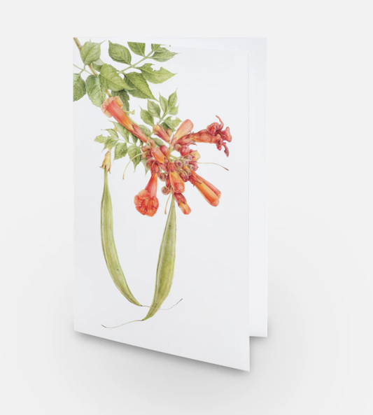 Trumpet Vine Card