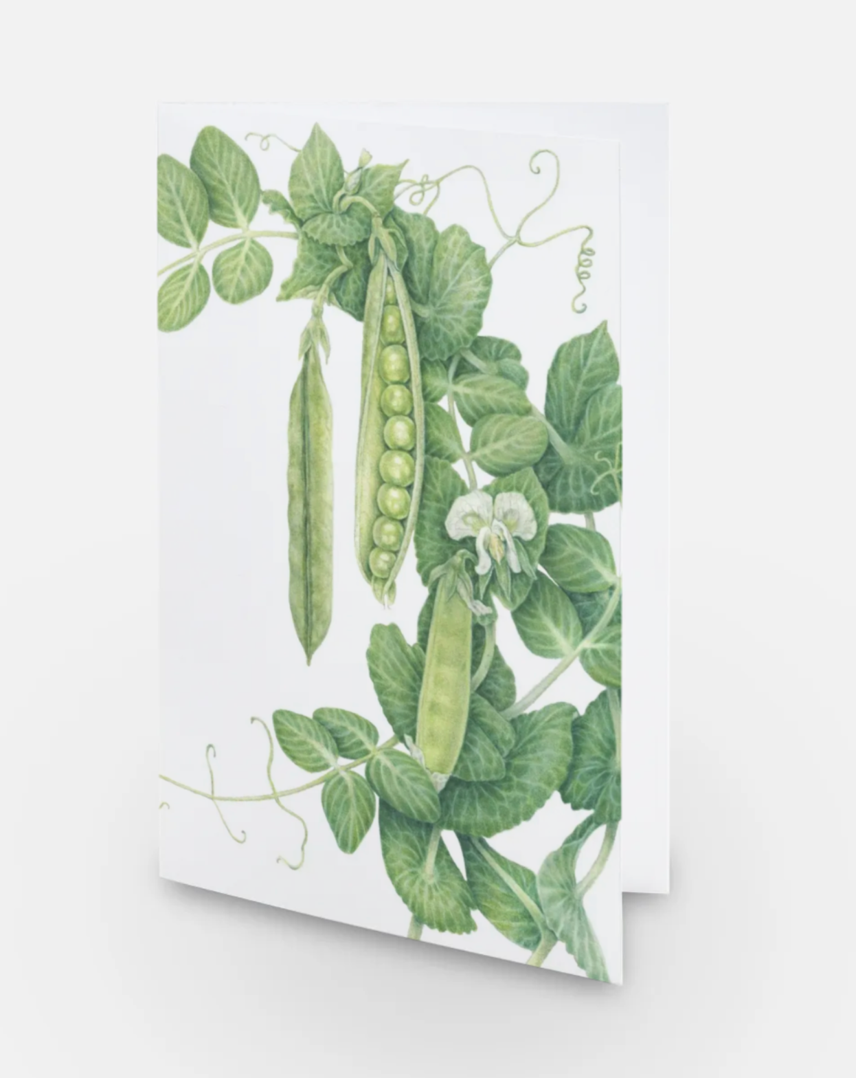 Green Arrow Pea Art Card