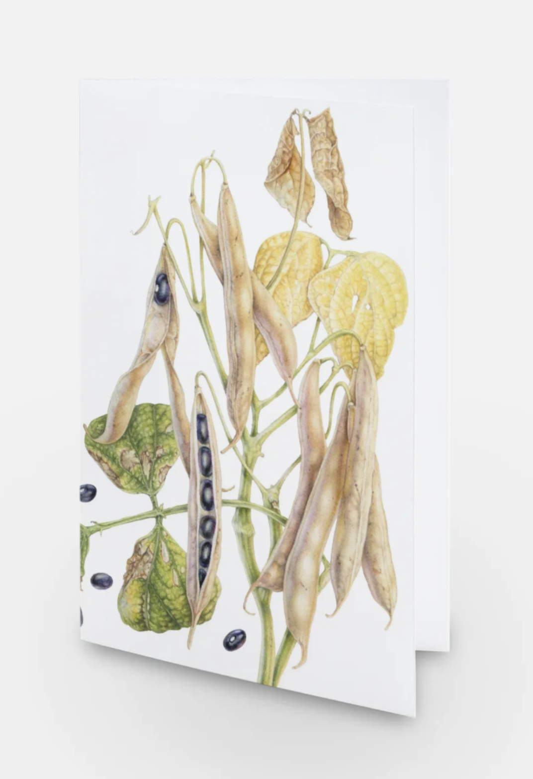 Black Turtle Bean Art Card (Blank Inside) Note Card