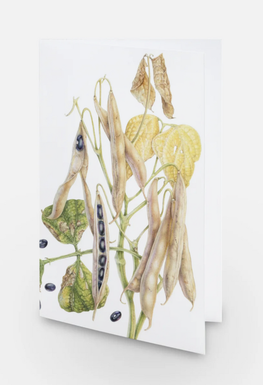 Black Turtle Bean Art Card (Blank Inside) Note Card