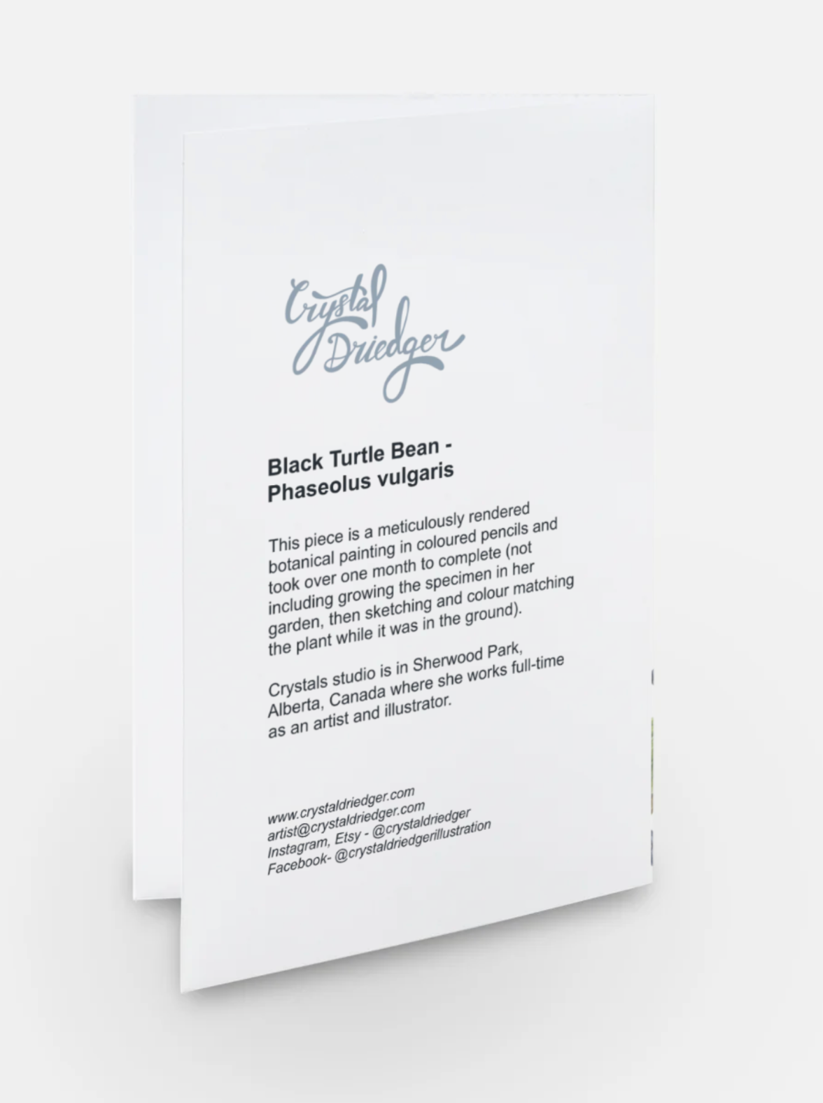 Black Turtle Bean Art Card (Blank Inside) Note Card