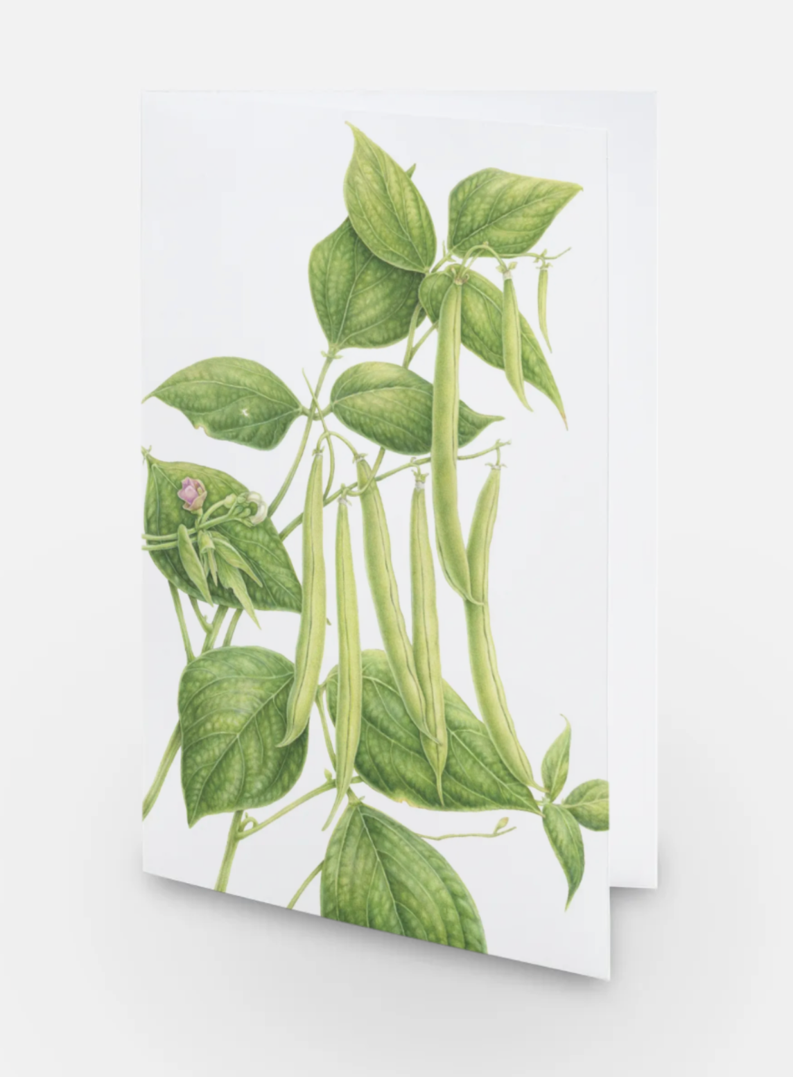 Provider Bean Art Card