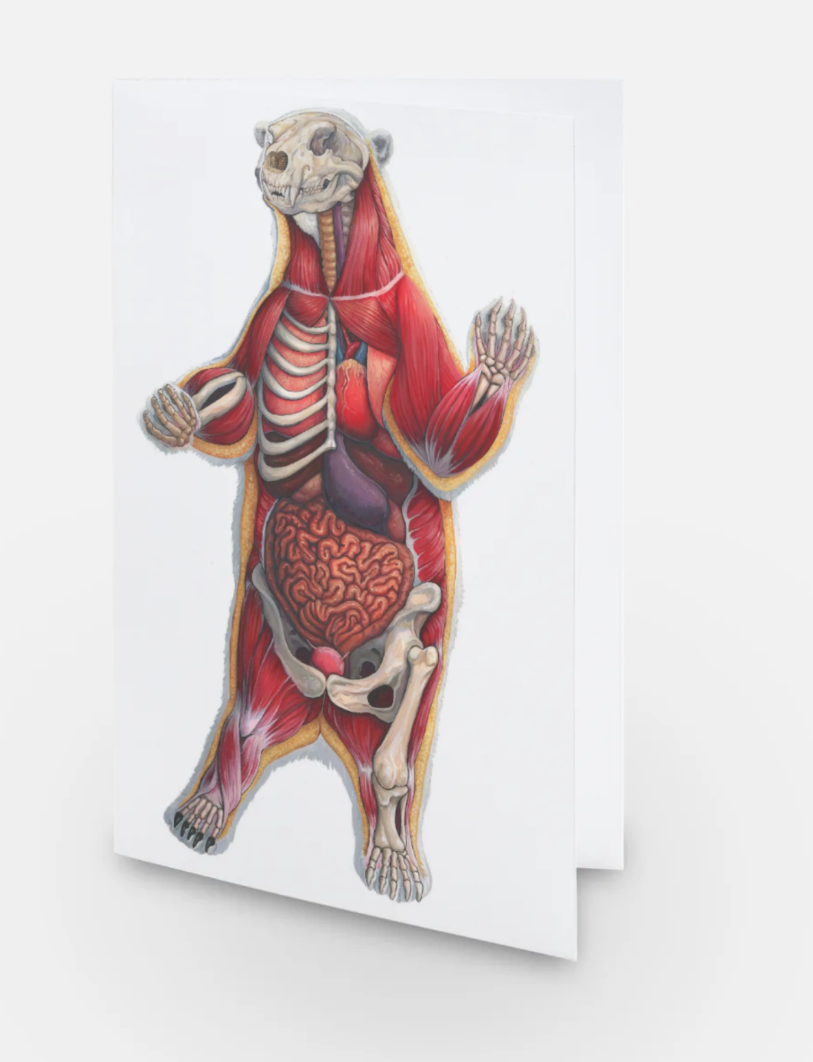 Polar Bear Anatomy Art Card