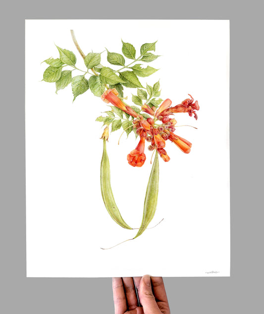 Trumpet Vine Giclee Print