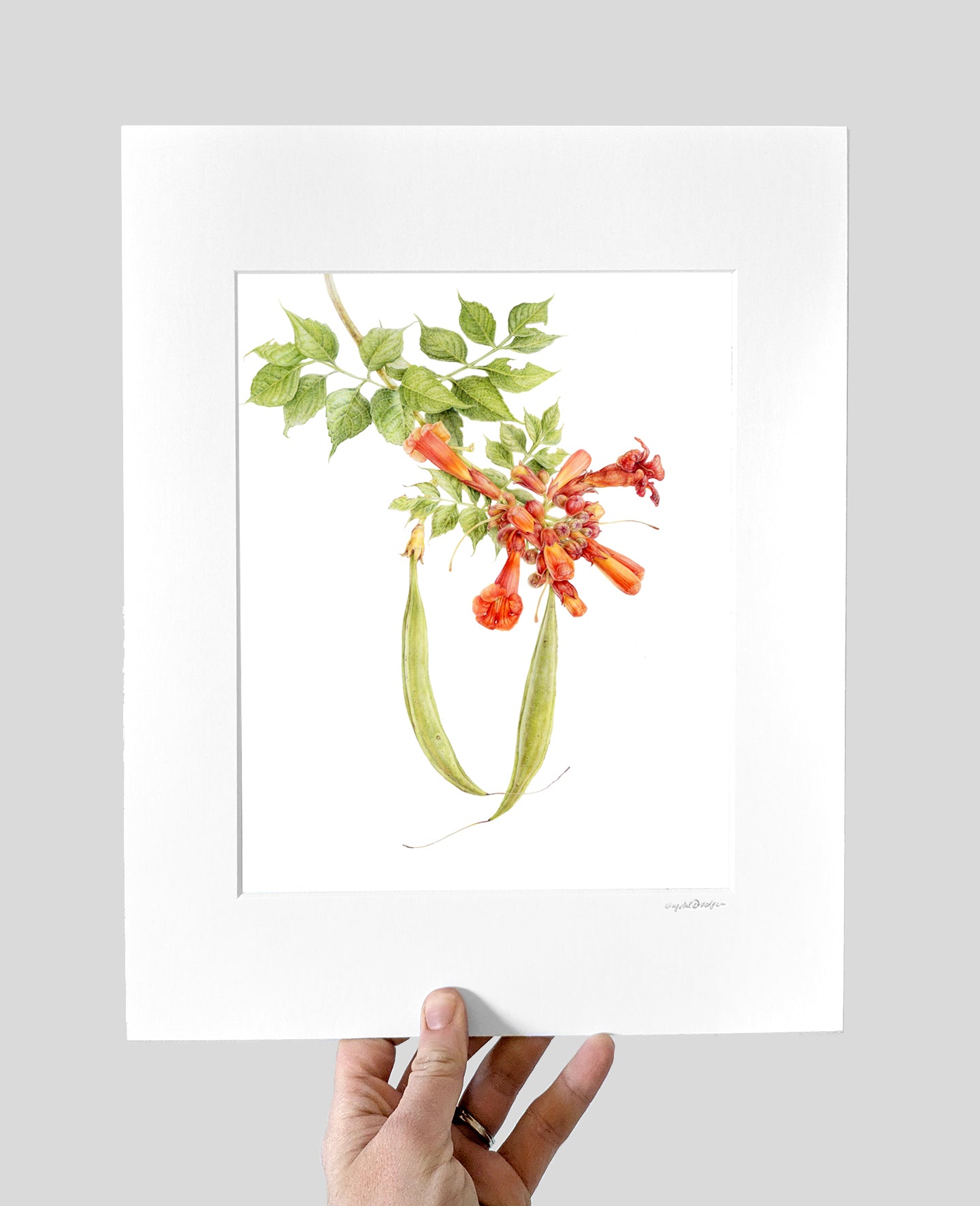 Trumpet Vine Giclee Print