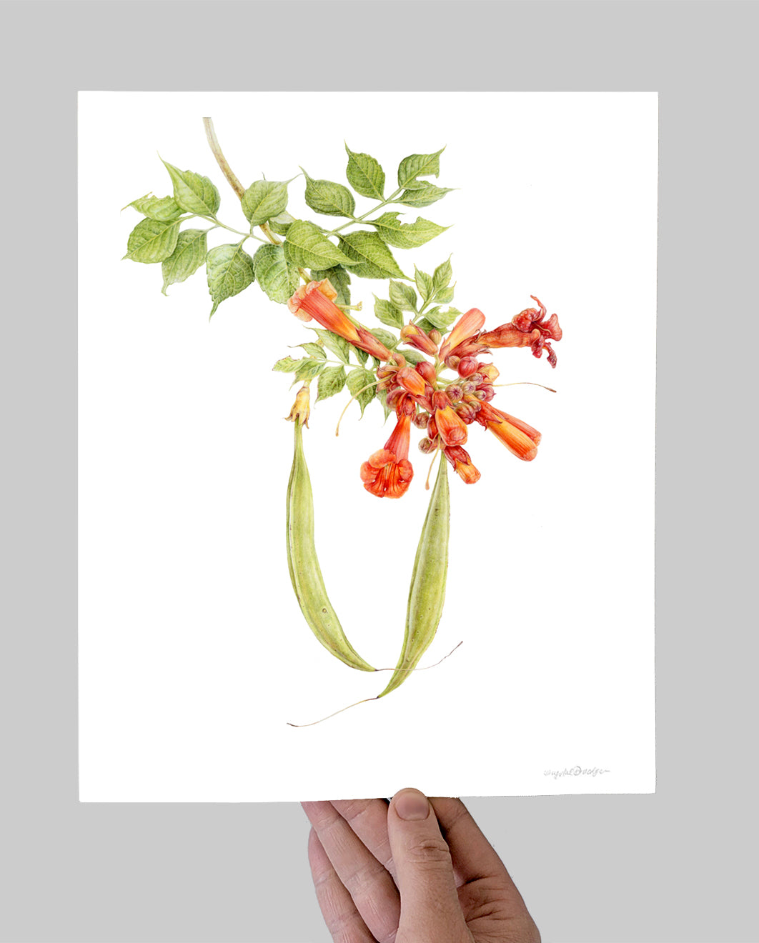 Trumpet Vine Giclee Print