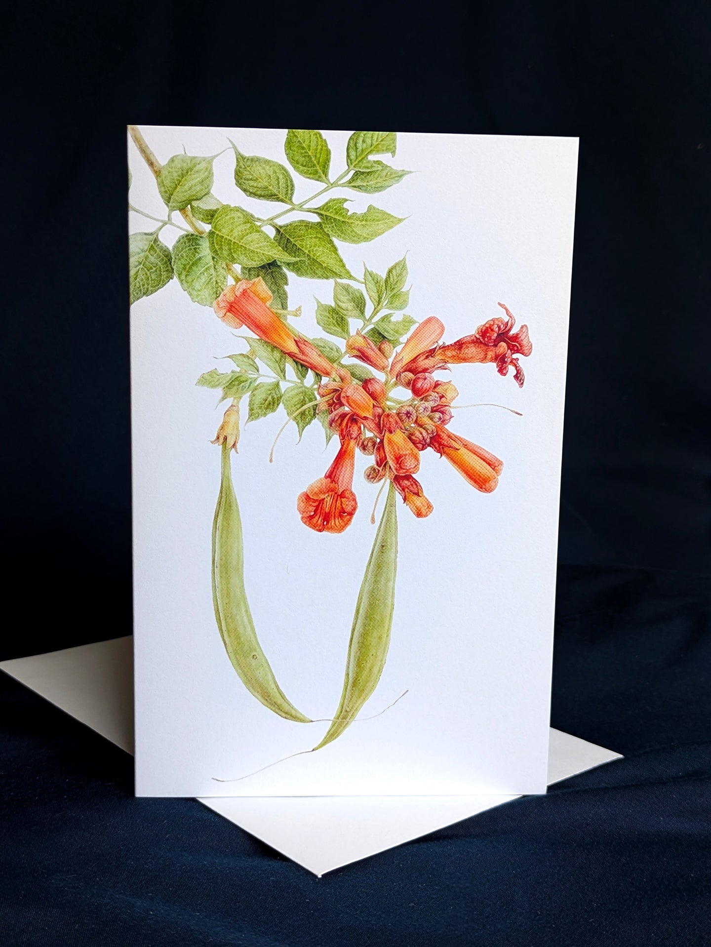 Trumpet Vine Card