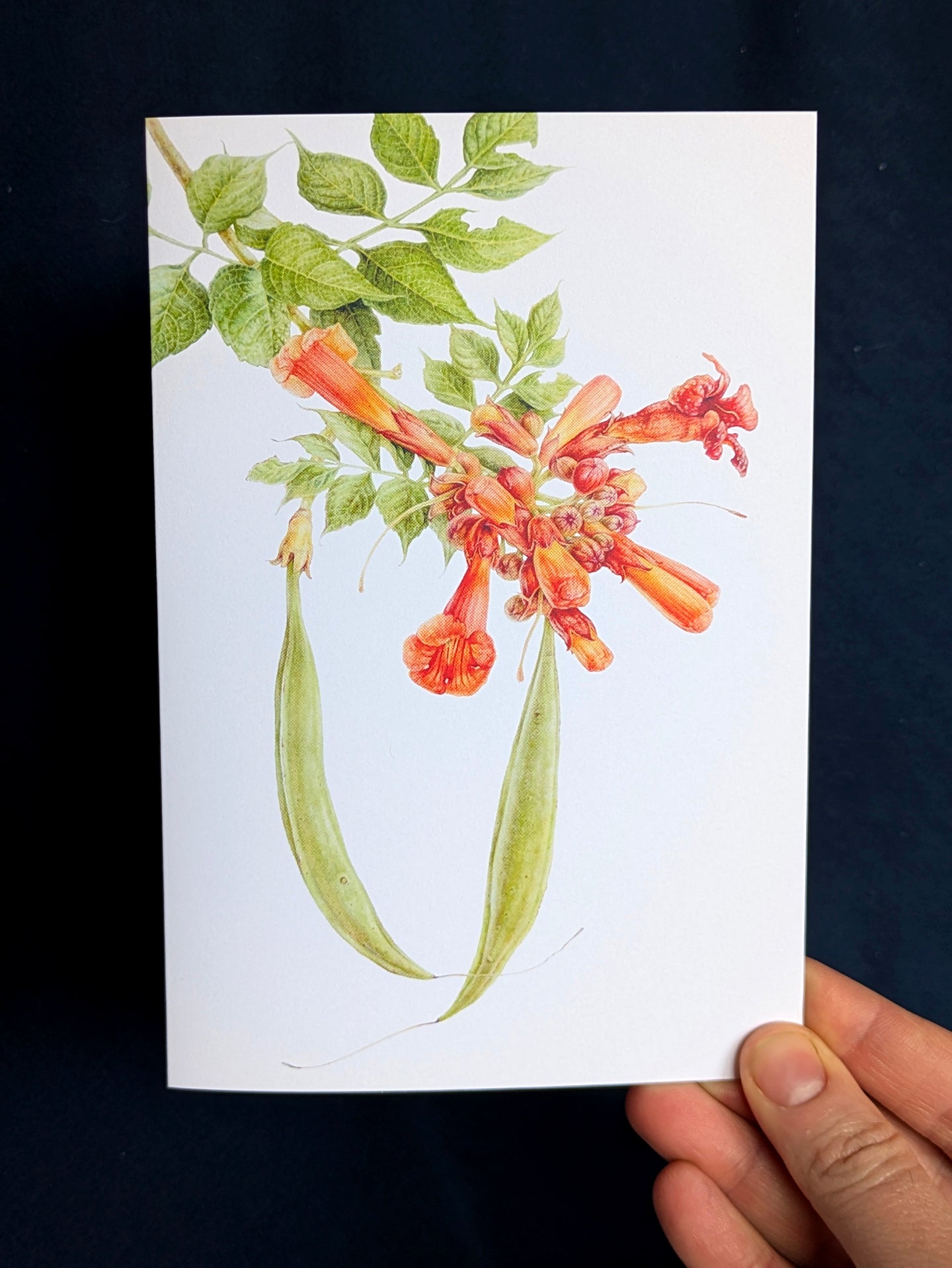 Trumpet Vine Card