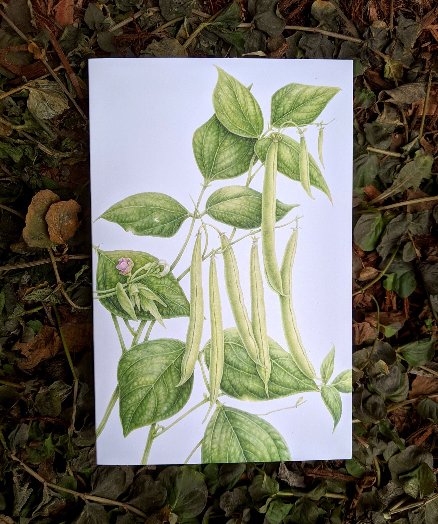 Provider Bean Art Card