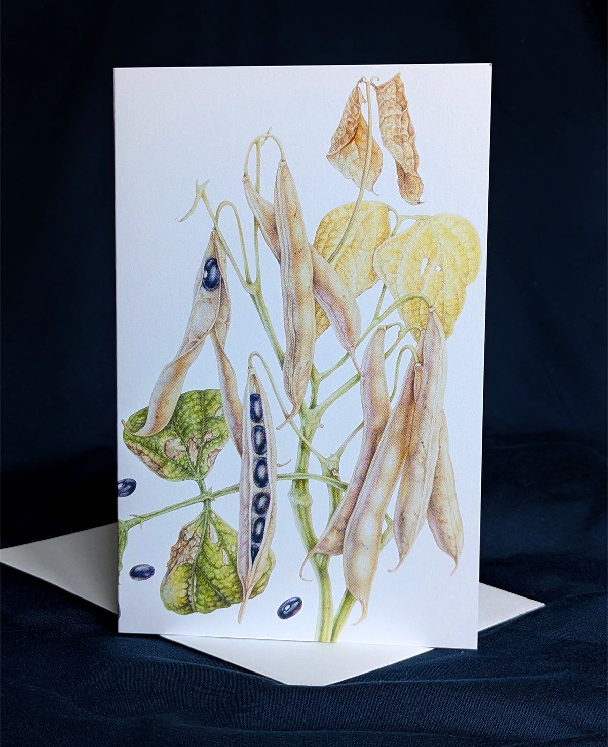 Black Turtle Bean Art Card (Blank Inside) Note Card